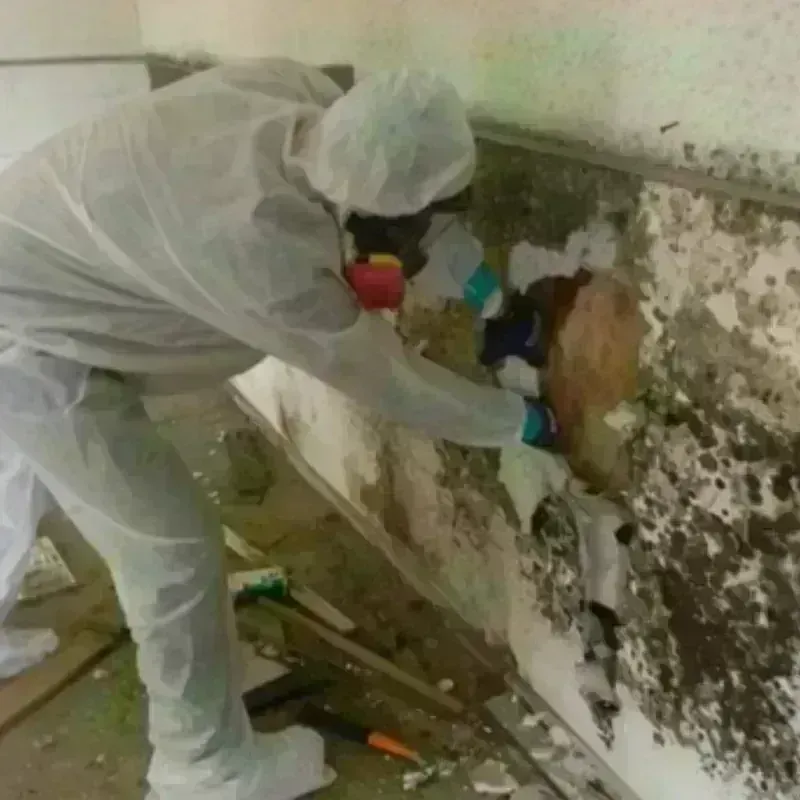 Mold Remediation and Removal in Lorenzo, TX